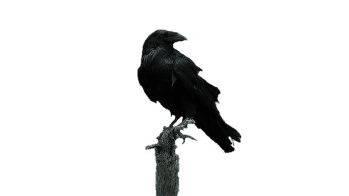 Game Of Thrones Three Eyed Raven on A Pole png transparent