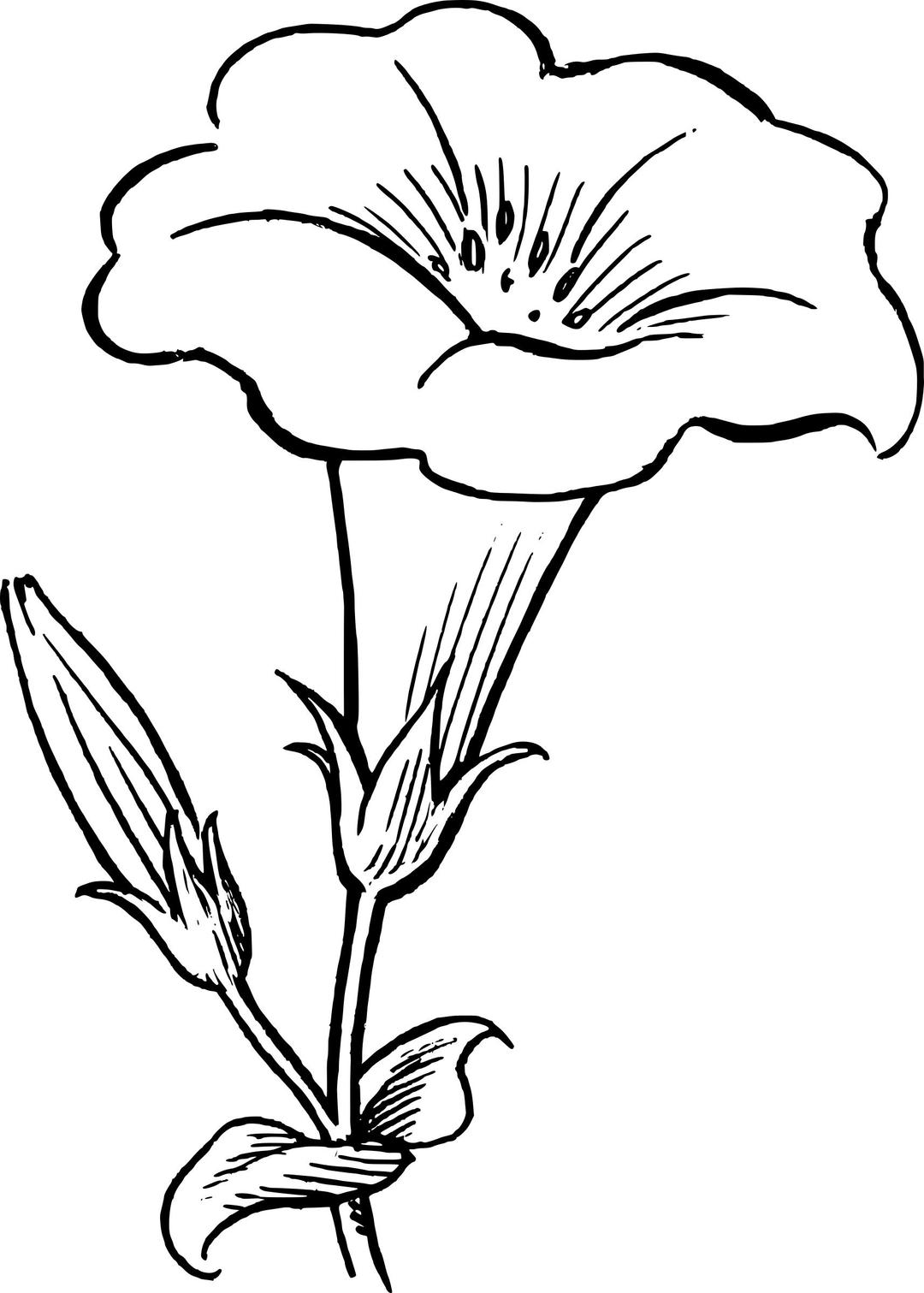 Gamopetalous flower png transparent