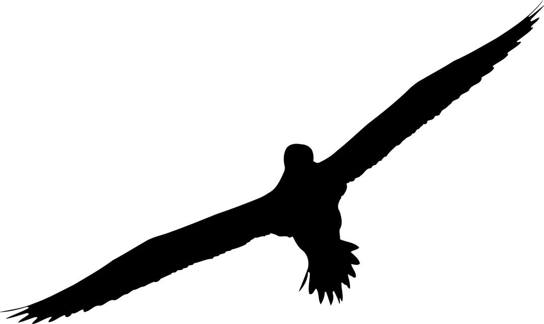 Gannet (silhouette) png transparent