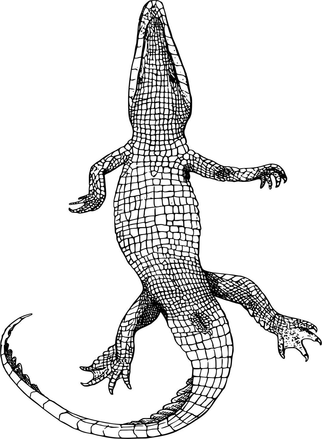 Gator Bottom png transparent