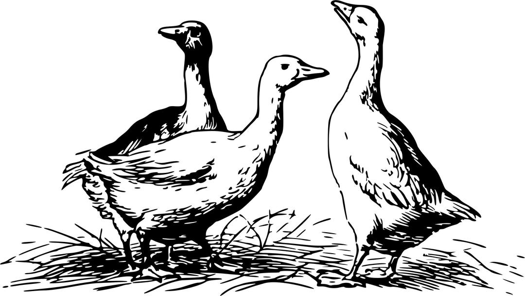 Geese 4 png transparent
