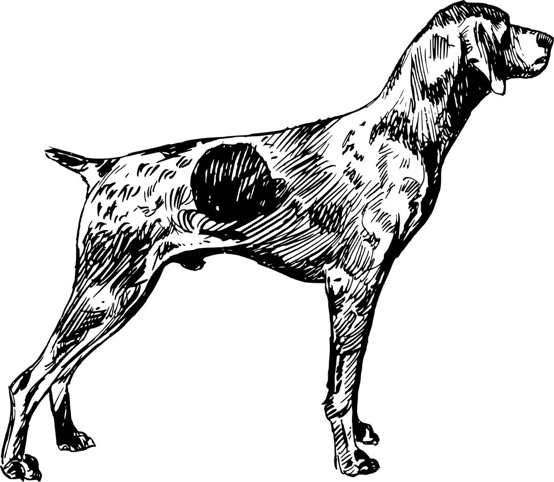 German short-haired pointer png transparent