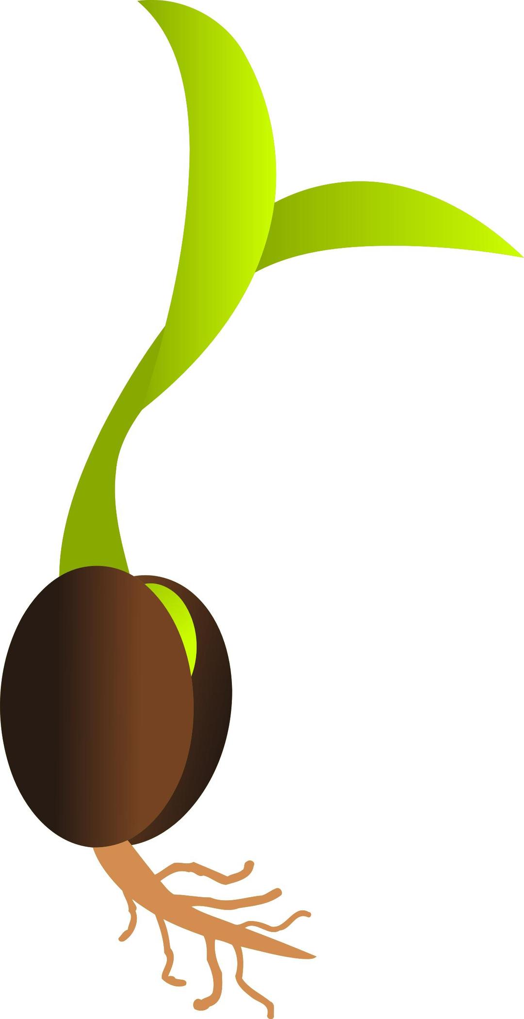 Germinating seed vectorized png transparent
