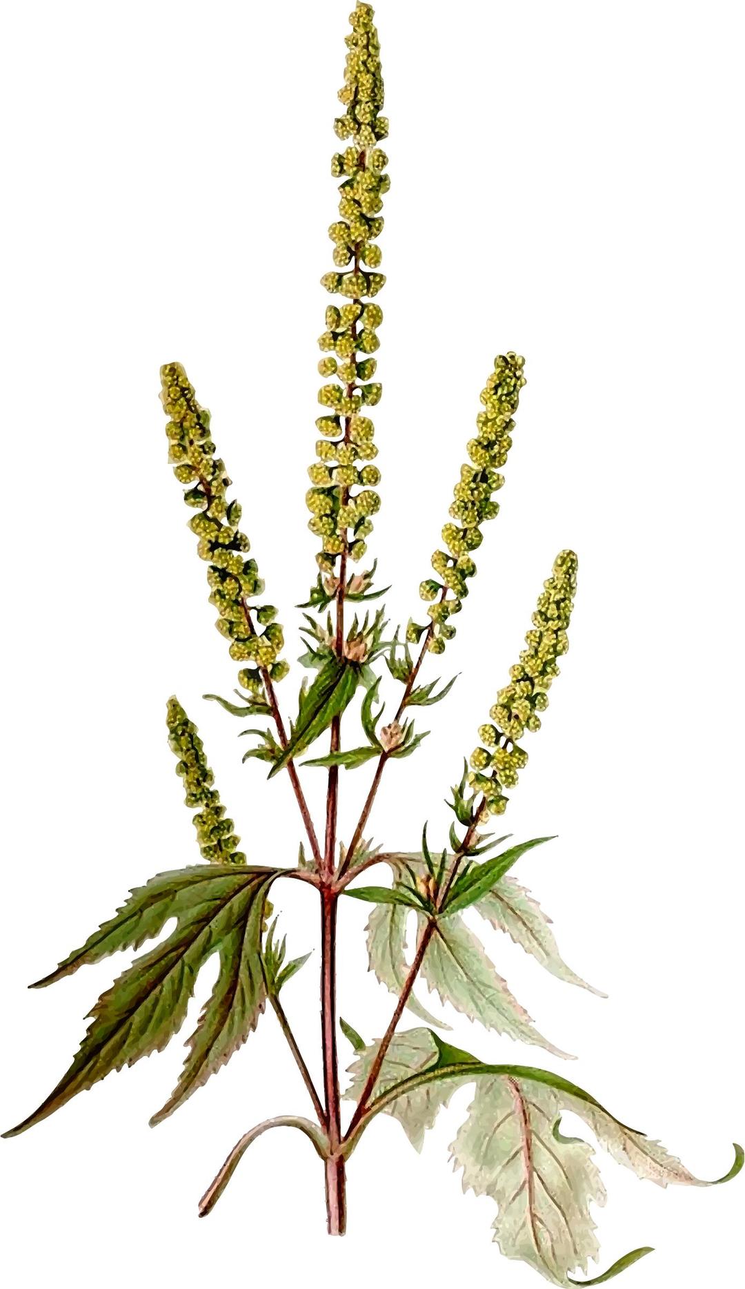 Giant ragweed png transparent