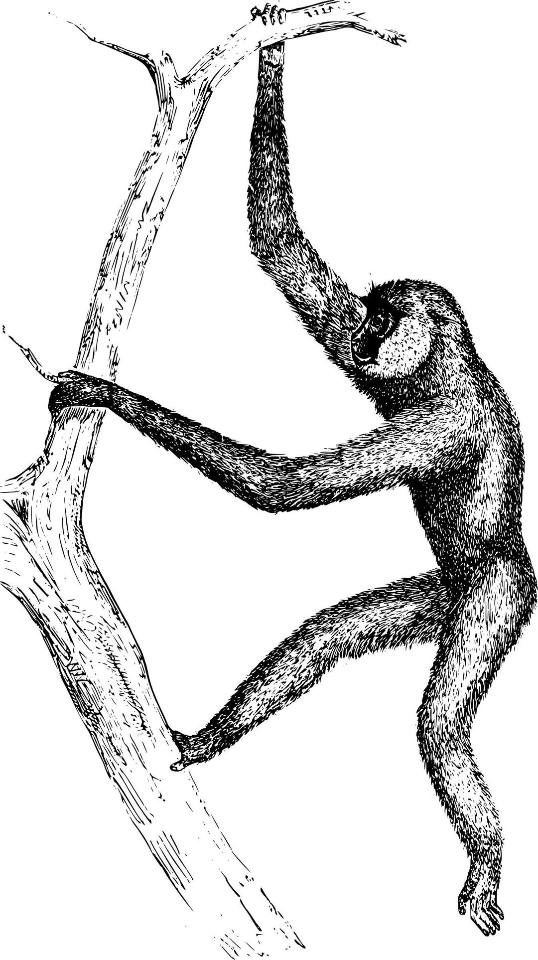 Gibbon png transparent