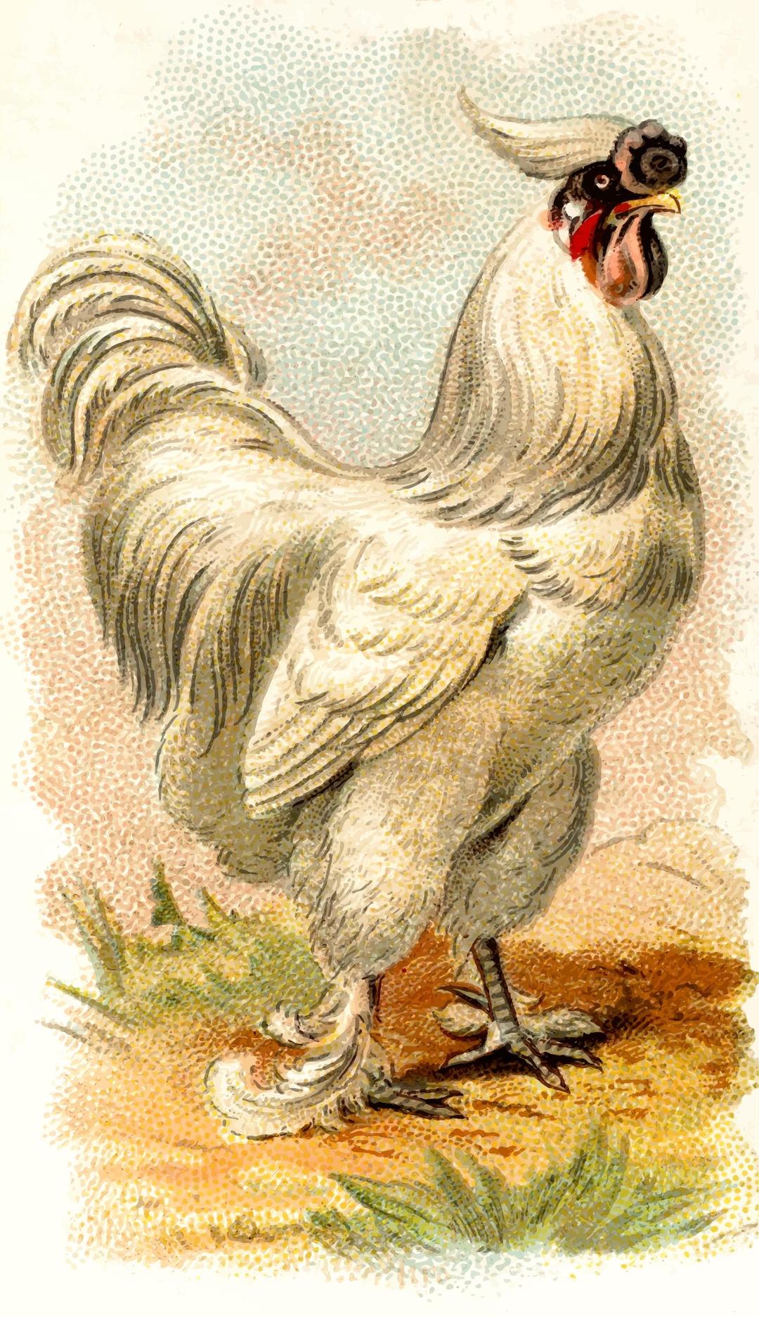Gigarette card - Silky Cock png transparent