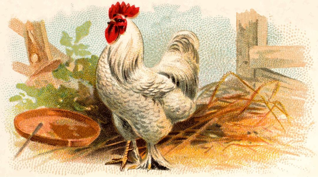 Gigarette card - White Cochin Cock png transparent