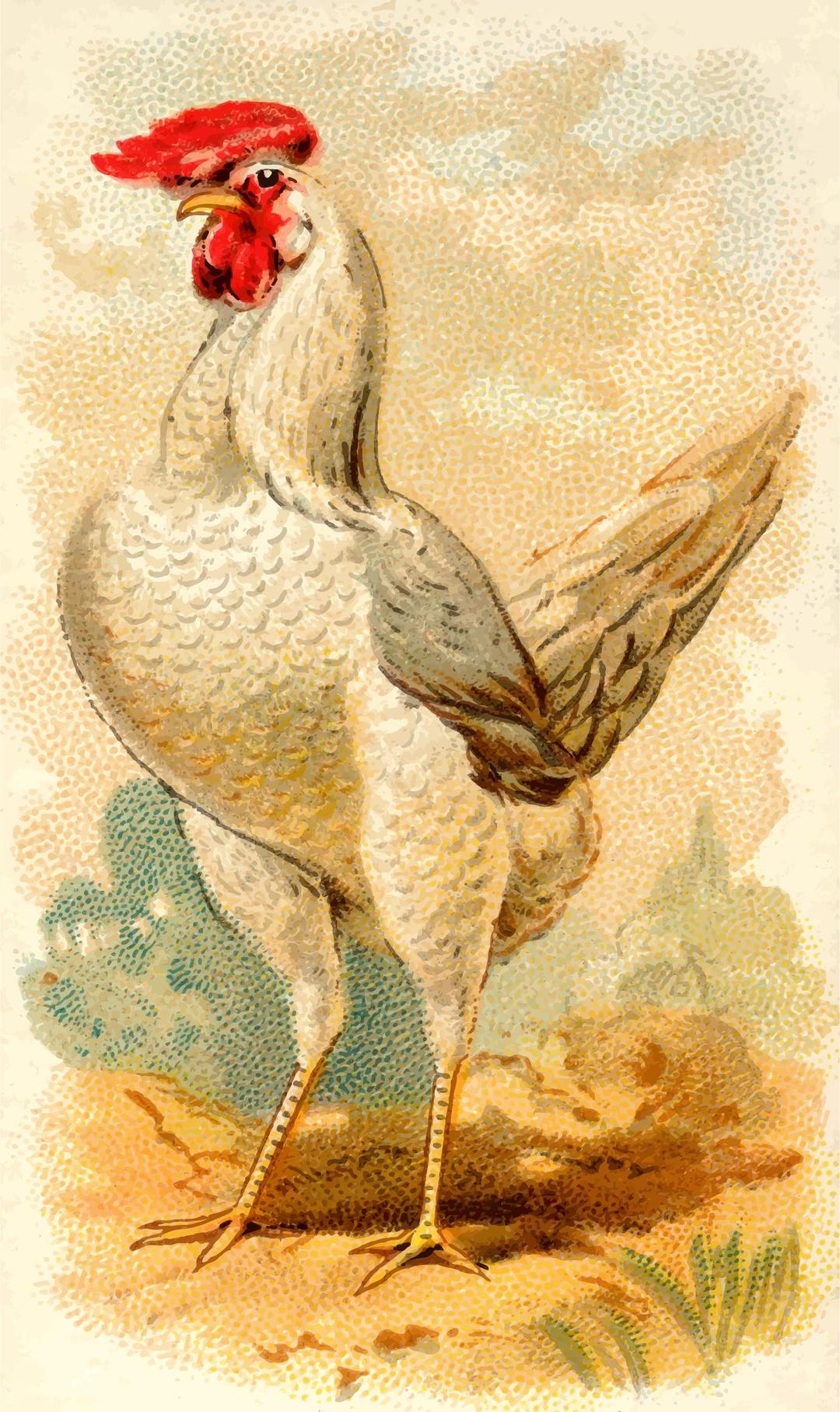 Gigarette card - White Leghorn Hen png transparent