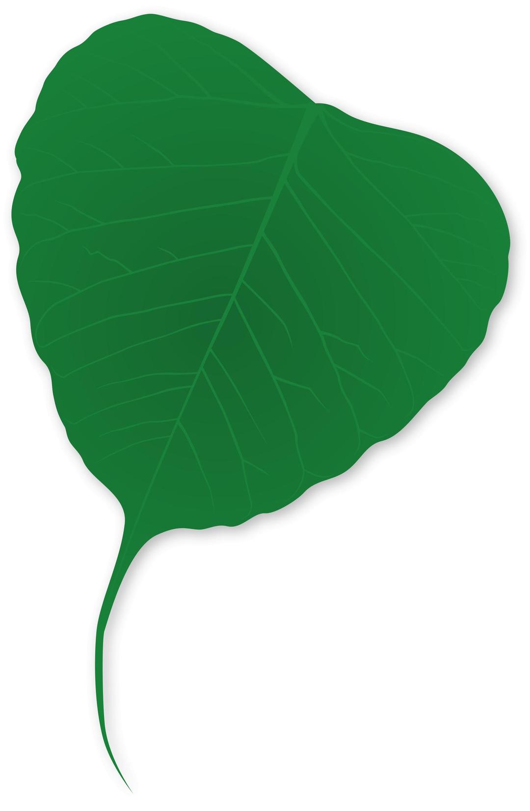 Ginko leaf png transparent