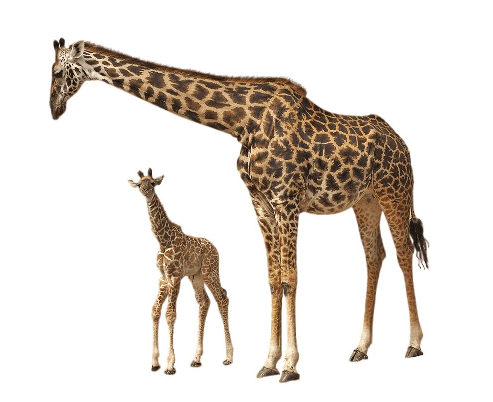 Giraffe Baby png transparent