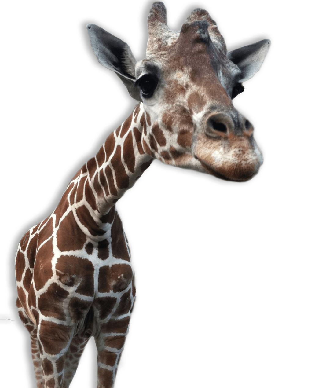 Giraffe Close Up png transparent