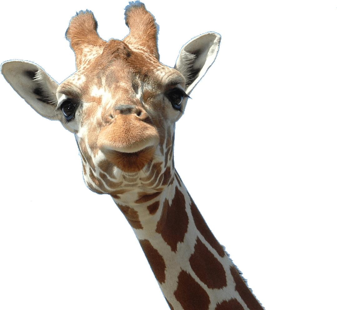Giraffe Face png transparent