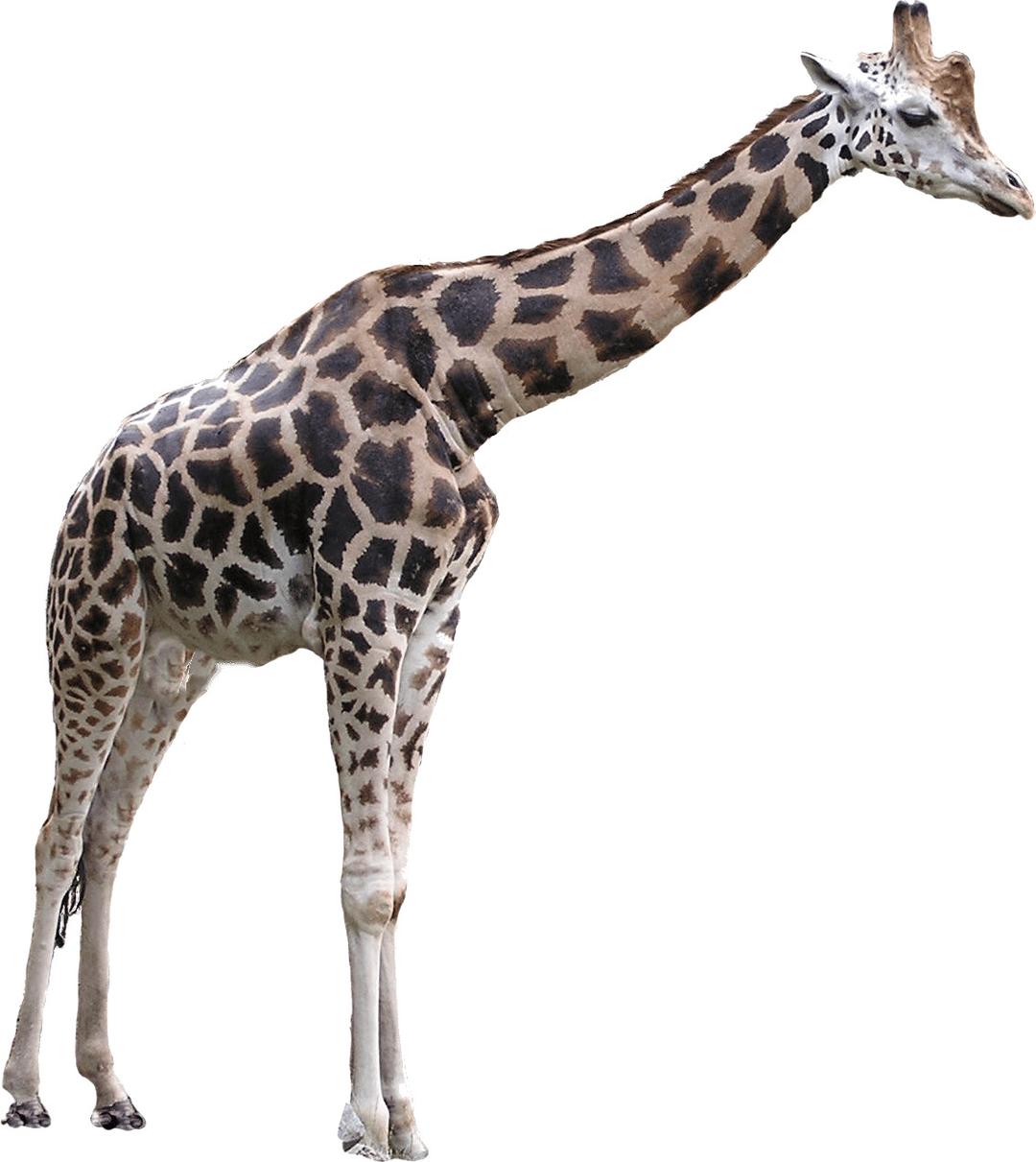 Giraffe Large png transparent