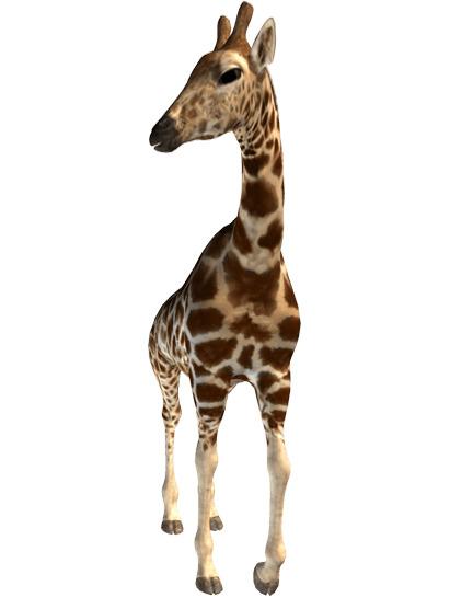 Giraffe png transparent