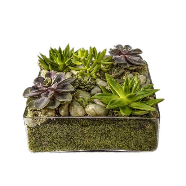 Glass Container With Succulents png transparent