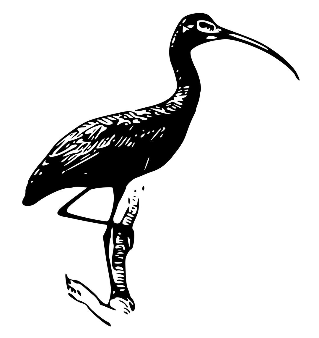 Glossy Ibis 1 png transparent