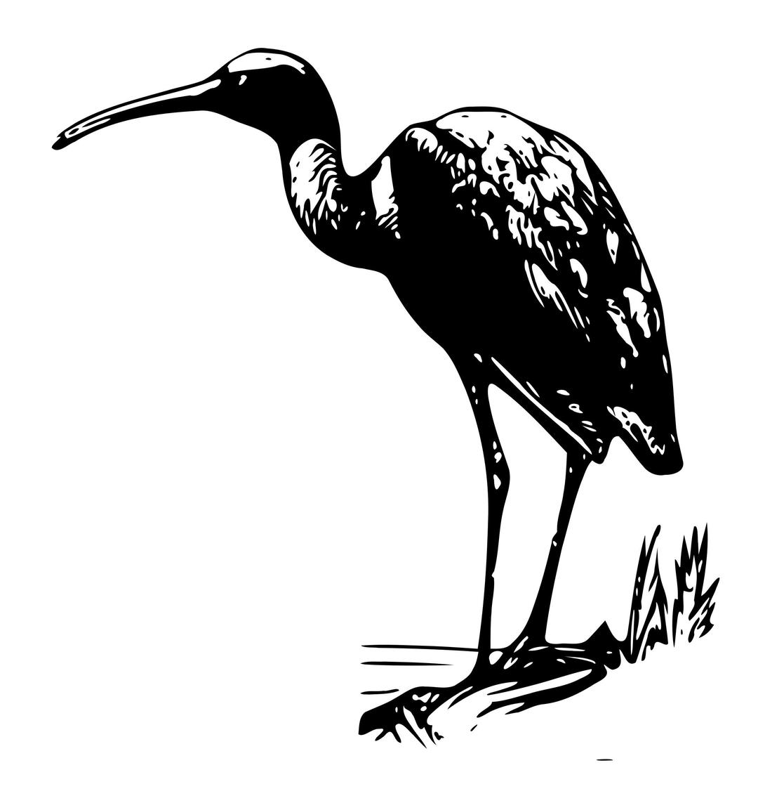 Glossy Ibis 3 png transparent