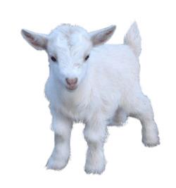 Goat Baby png transparent