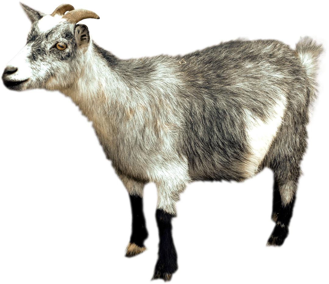 Goat Sideview png transparent