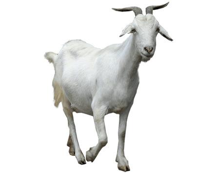 Goat Walking png transparent
