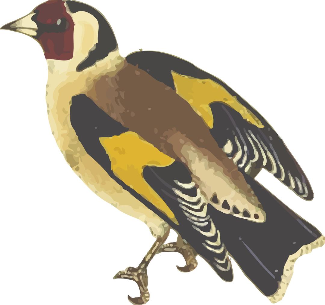 Goldfinch (isolated) png transparent