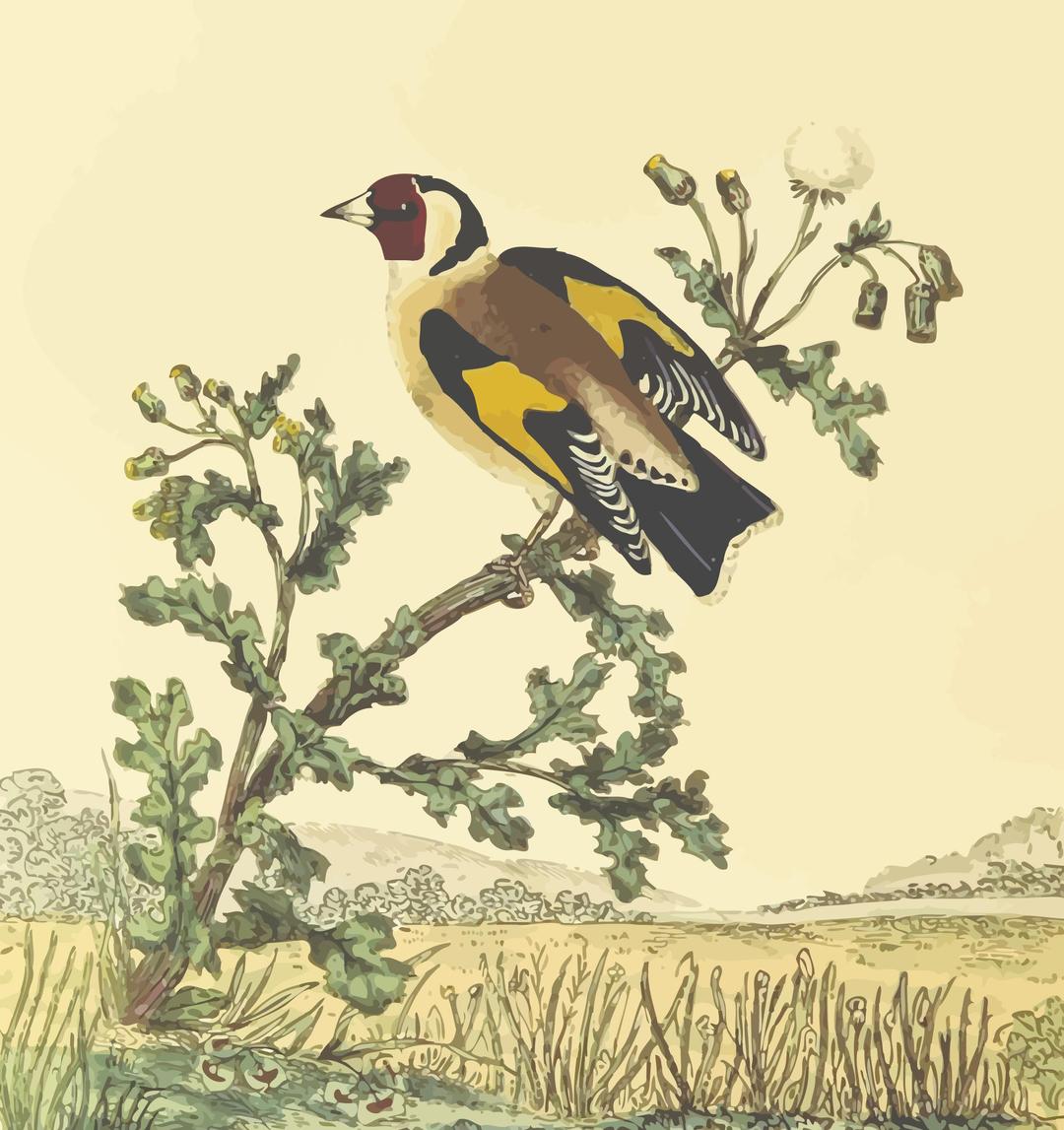 Goldfinch (with background) png transparent