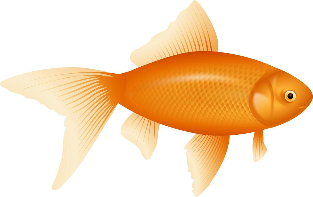 Goldfish, auksinÄ— A¾uvelÄ— png transparent