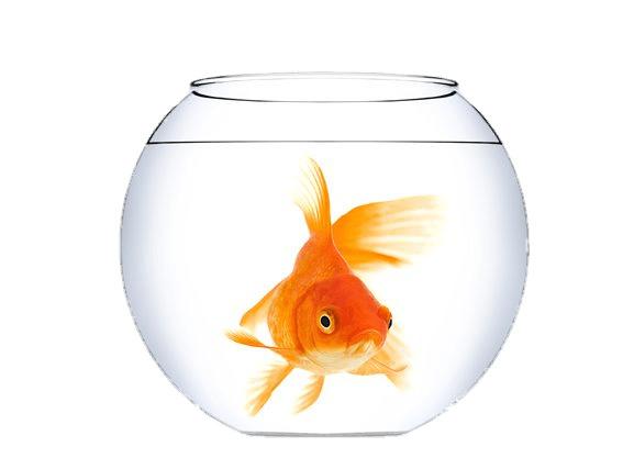 Goldfish In A Fish Bowl png transparent