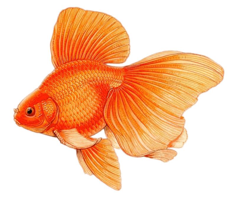 Goldfish With Large Fins Drawing png transparent