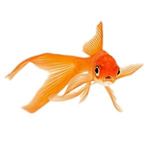 Goldfish With Very Long Tail png transparent