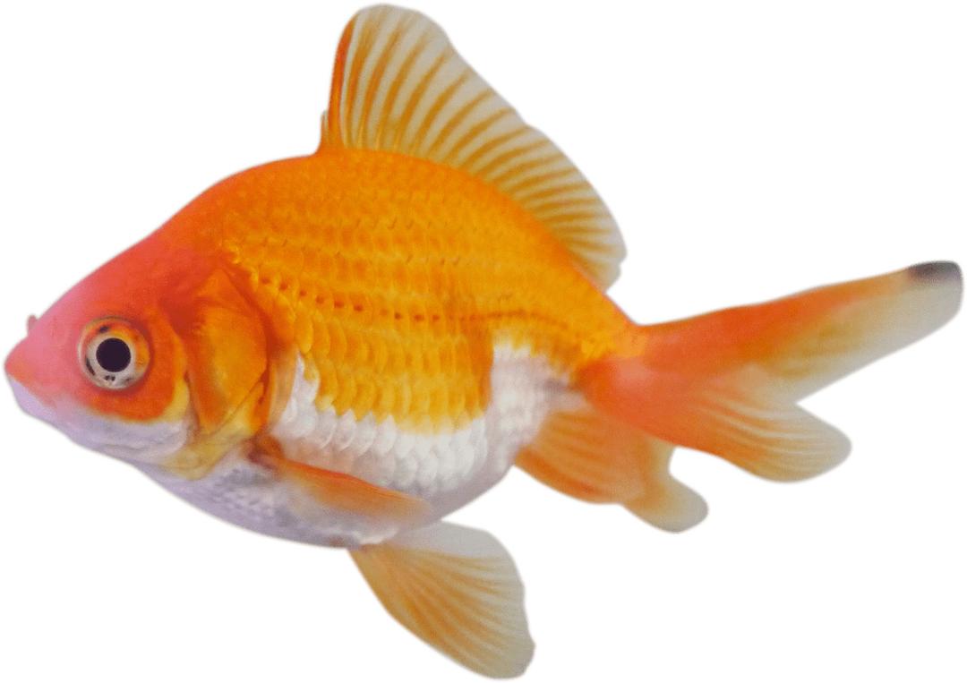 Goldfish png transparent