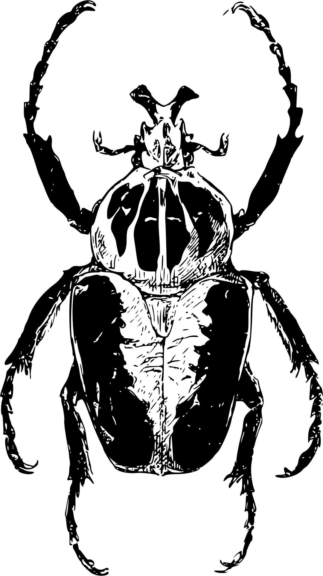 Goliath atlas beetle png transparent