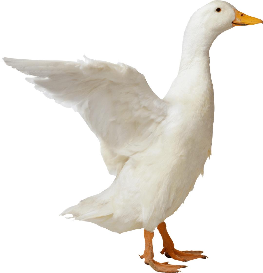 Goose Sideview png transparent