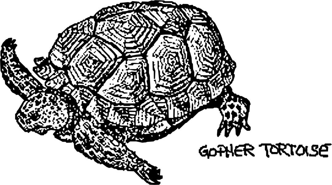 Gopher Tortoise png transparent