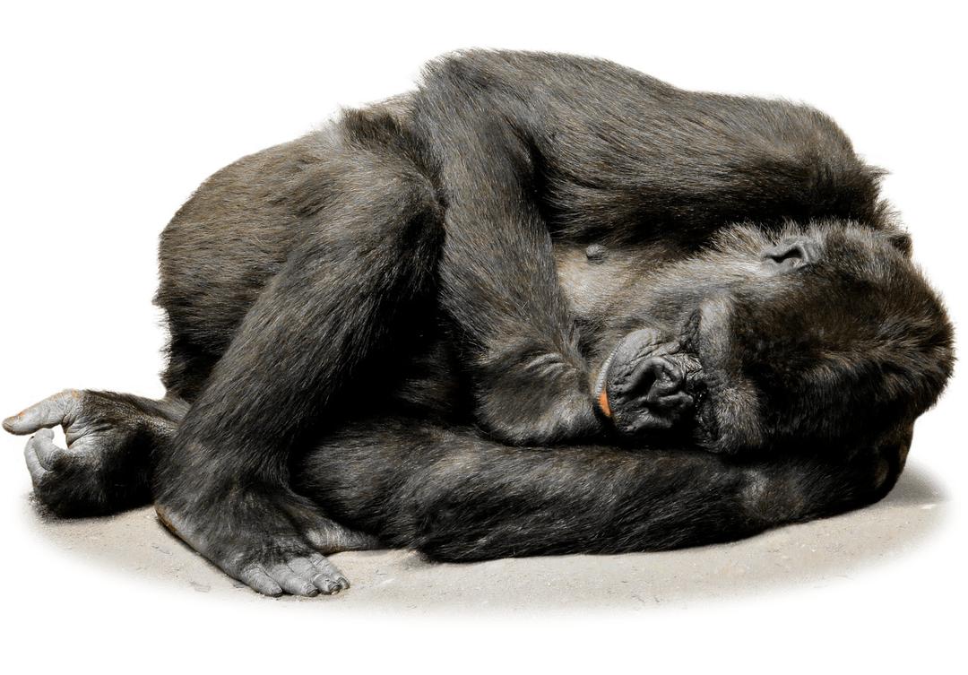 Gorilla Resting png transparent