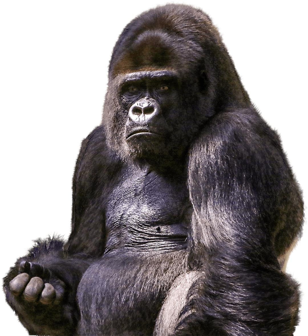 Gorilla Sitting png transparent