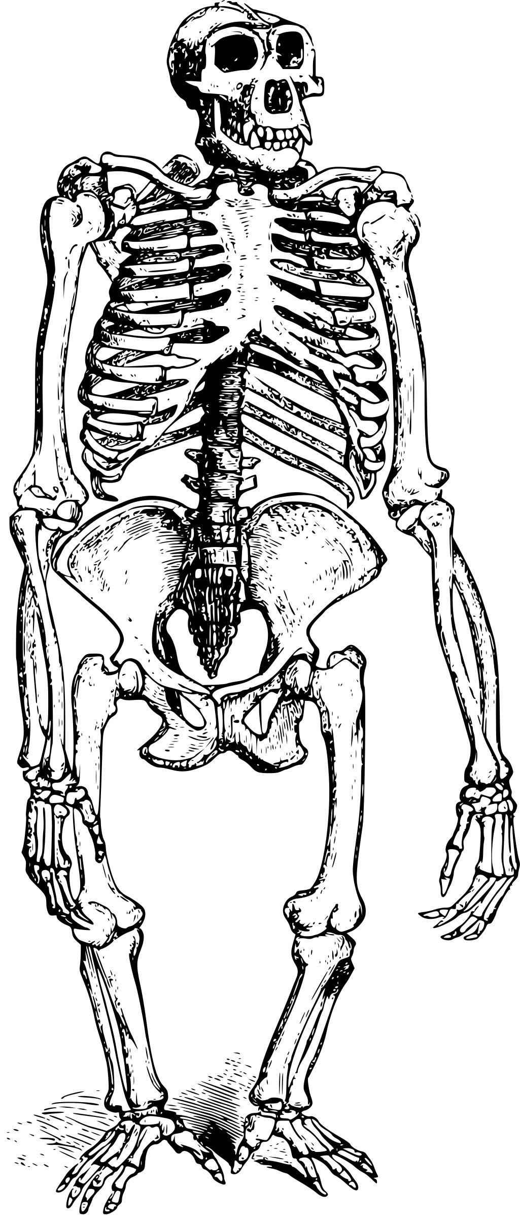 Gorilla skeleton png transparent