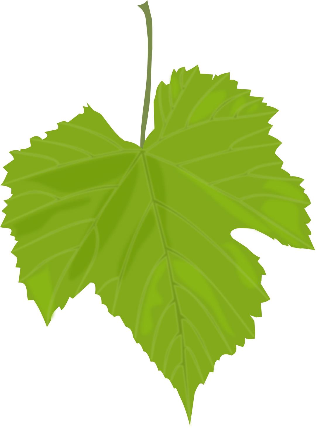 Grape Leaf png transparent