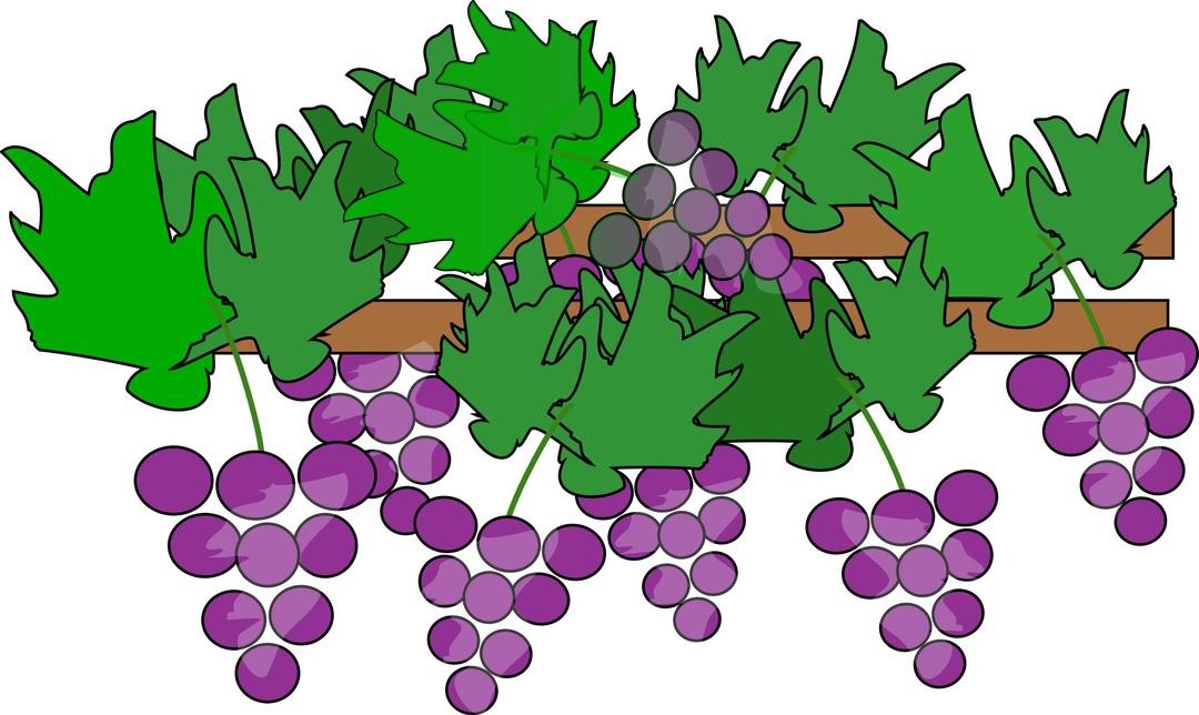 Grapes Growing for Wine png transparent