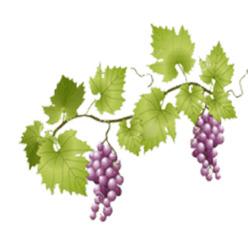 Grapes on Vine png transparent