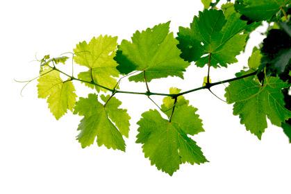 Grapevine Leaves png transparent