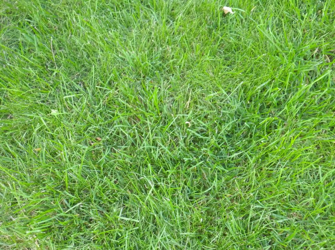 Grass 8 png transparent