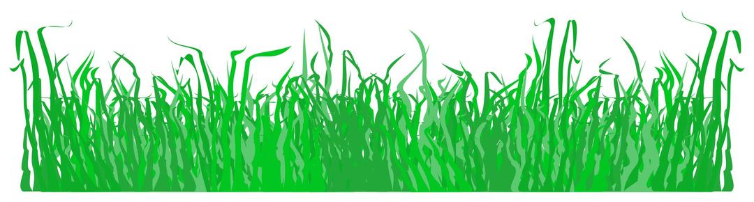Grass for a lawn png transparent