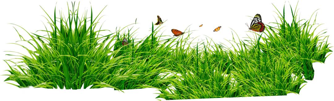 Grass Patch With Insects png transparent