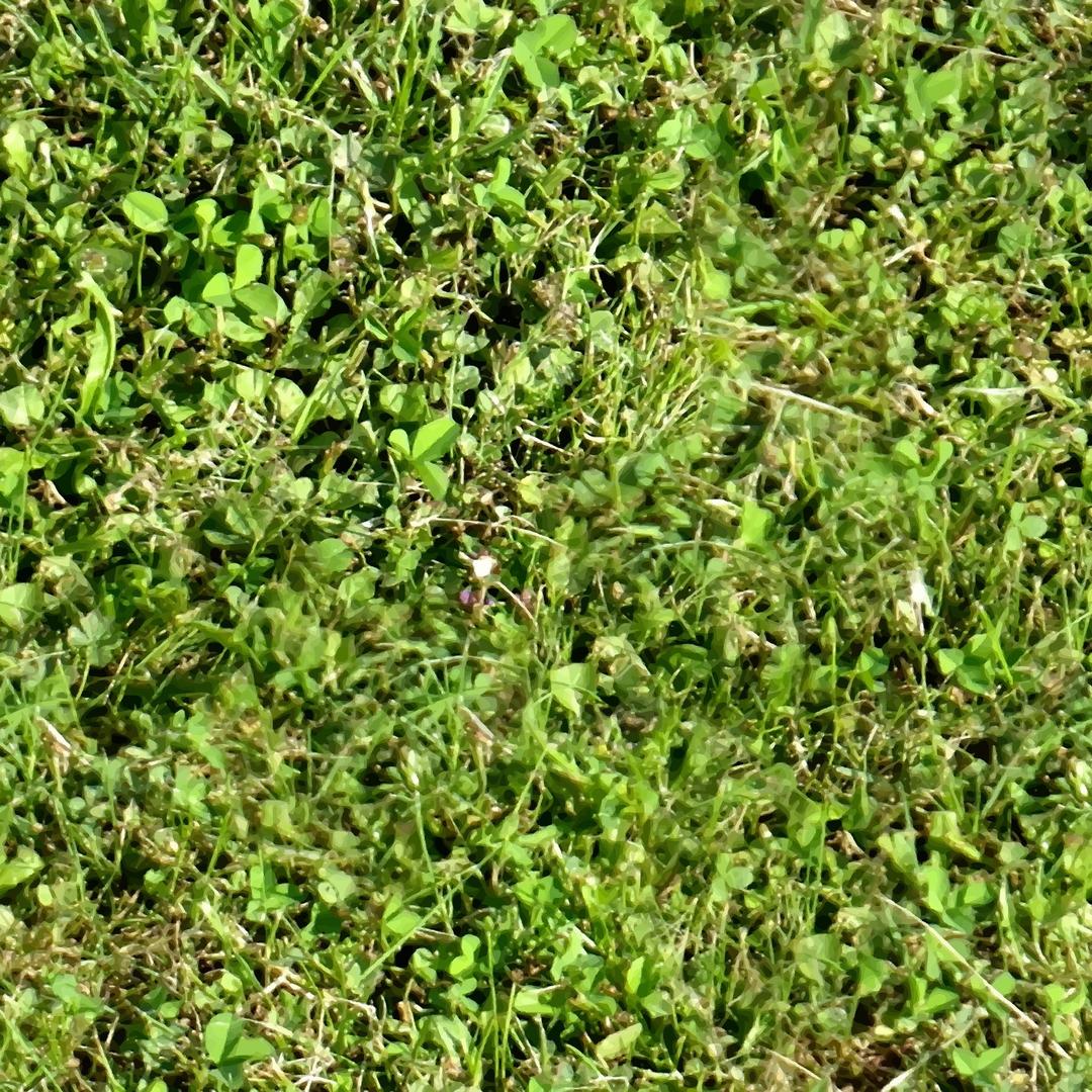 Grass with clover png transparent