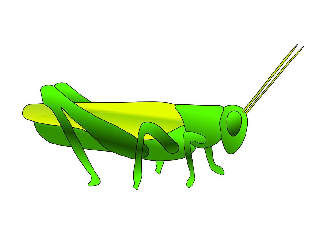 grasshopper png transparent