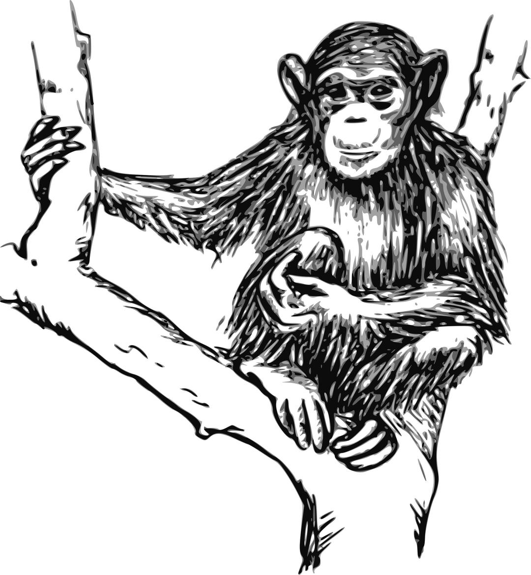 grayscale chimpanzee png transparent