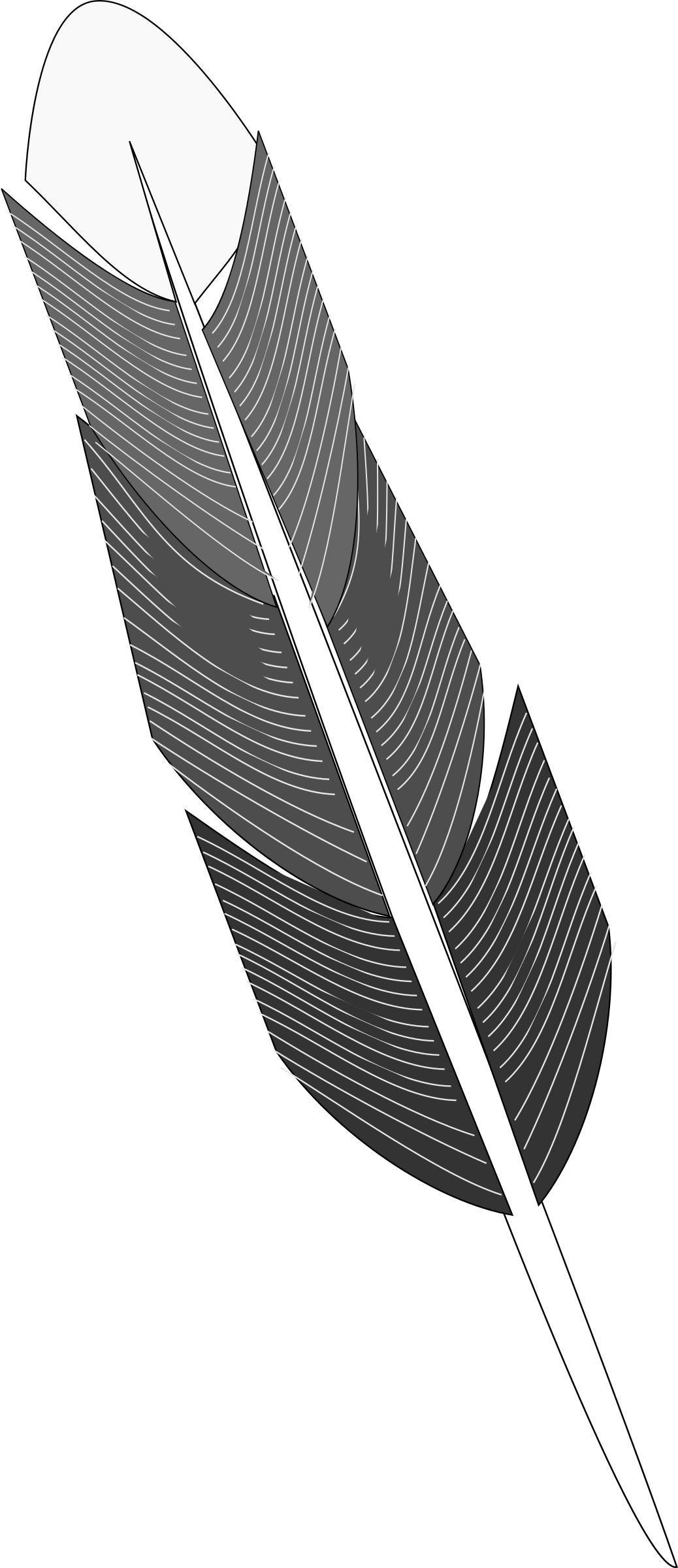 Grayscale Feather png transparent