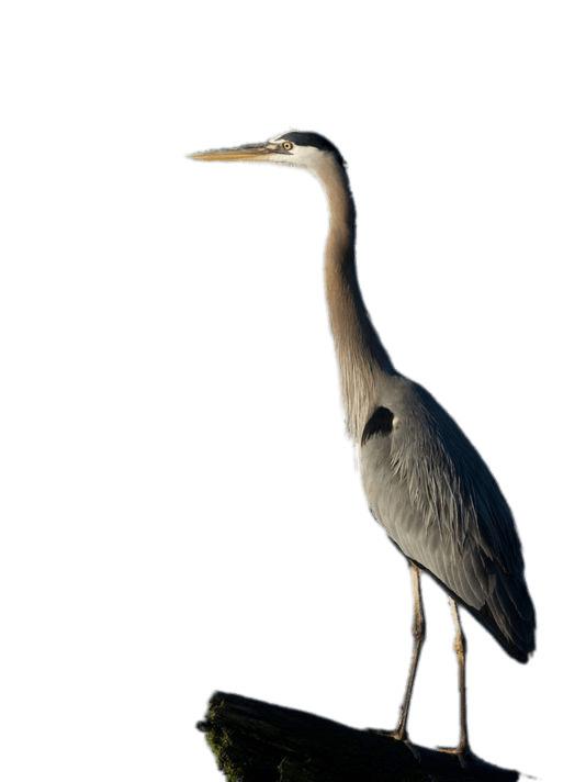 Great Blue Heron Full Size png transparent
