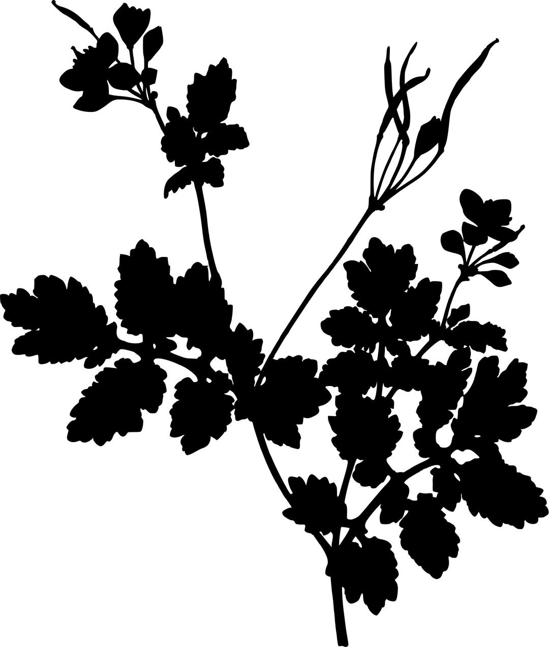 Greater celandine (silhouette) png transparent